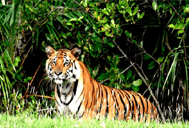 Sundarban